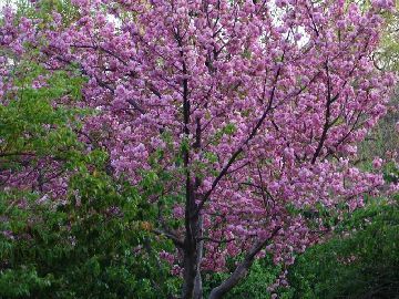 玉渊潭公园游玩攻略樱花节时间是几月几日、门